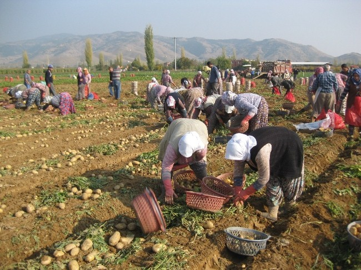 Ödemiş\'te Güz Patatesi Sezonu Umutlu Açıldı