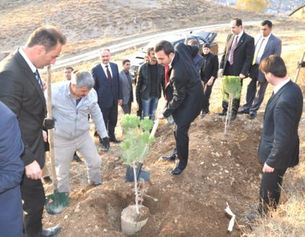 Hakkari Üniversitesinde 4 Bin Çam Ağacı Dikildi