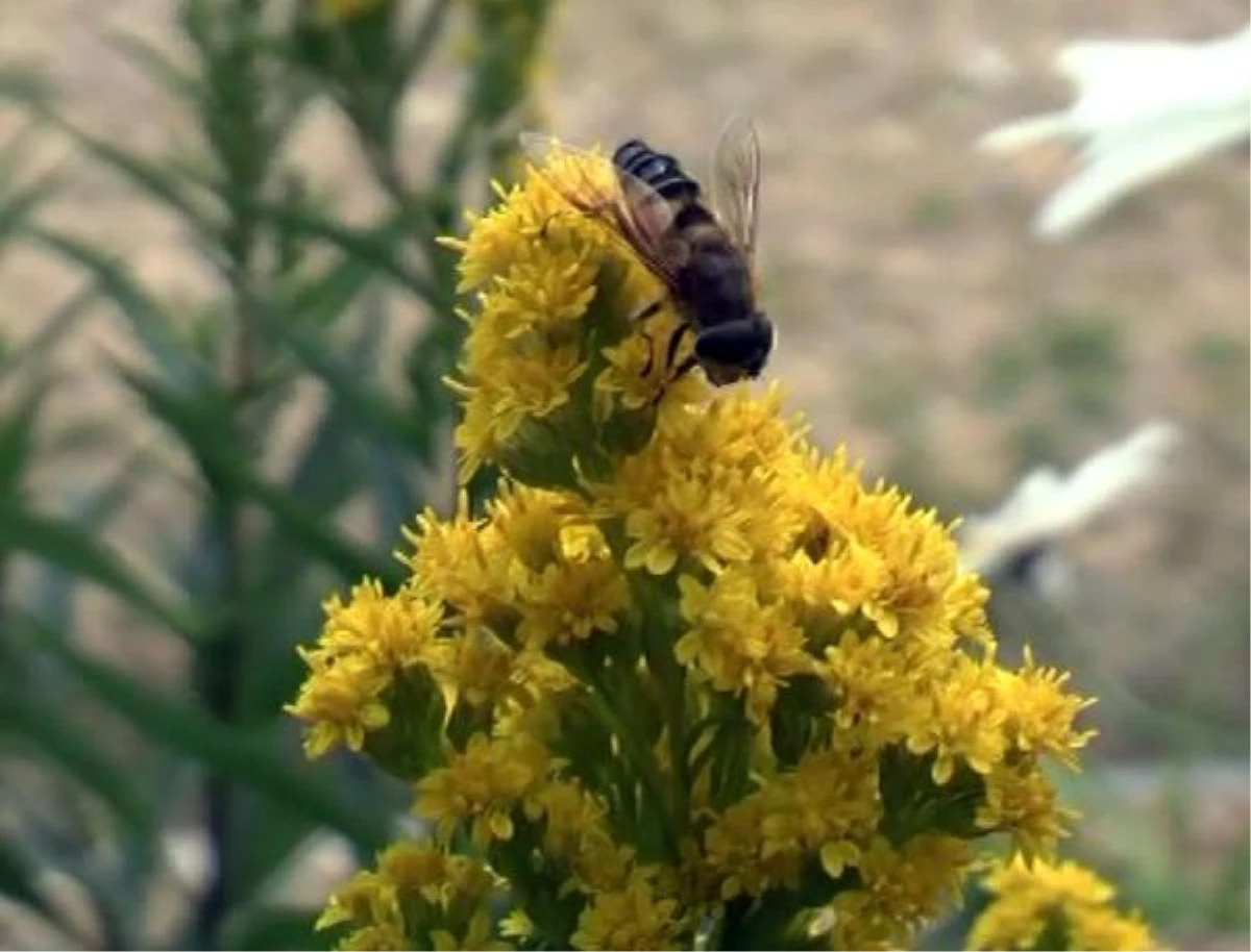 Prof. Dr. Karadeniz: Arıların Erozyona Katkısı Büyük