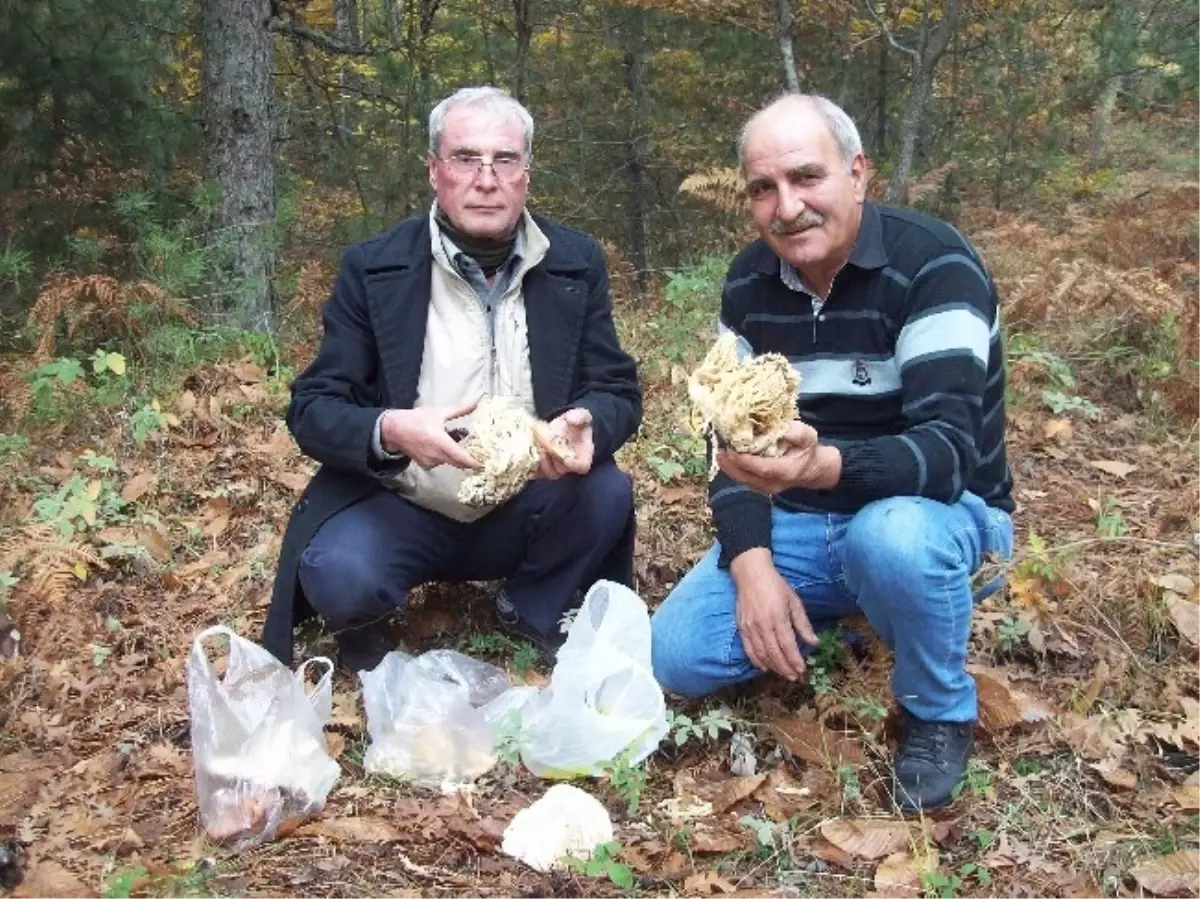 Yenice\'de Mantar Bolluğu