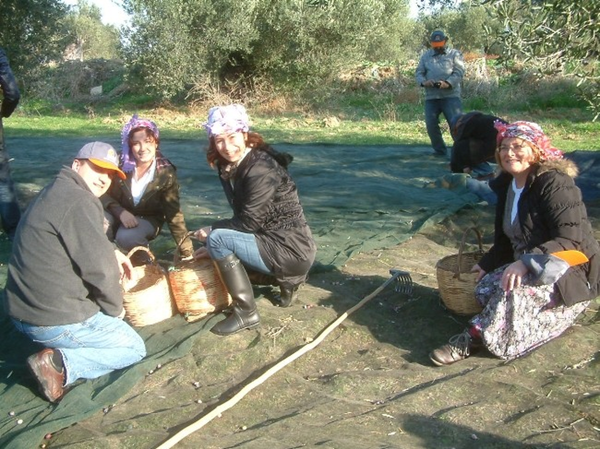 3 Farklı İlden Geldiler, Zeytin Topladılar