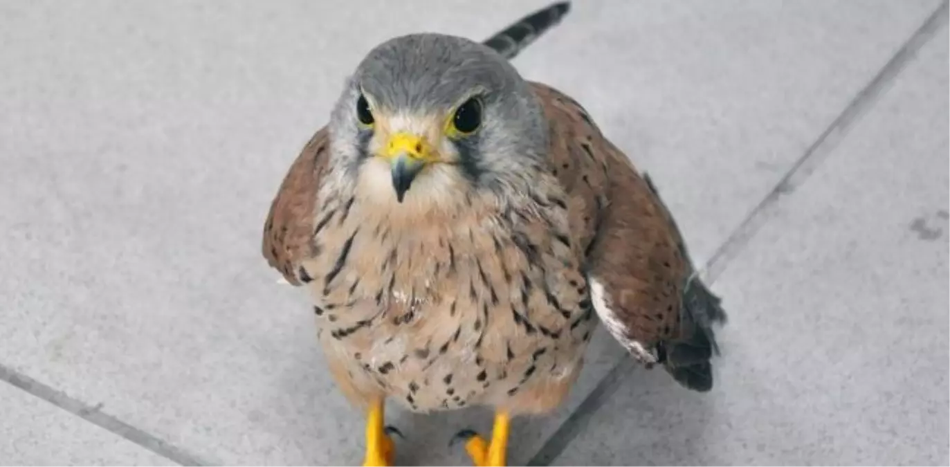 Ağrı'da Yaralı Bulunan Puhu Kuşu Tedavi Altına Alındı