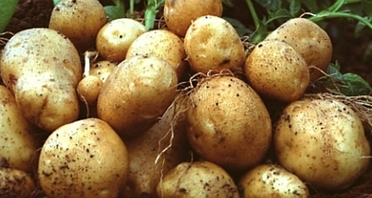 Yüksekovalının Kışlık Yiyeceği Patates