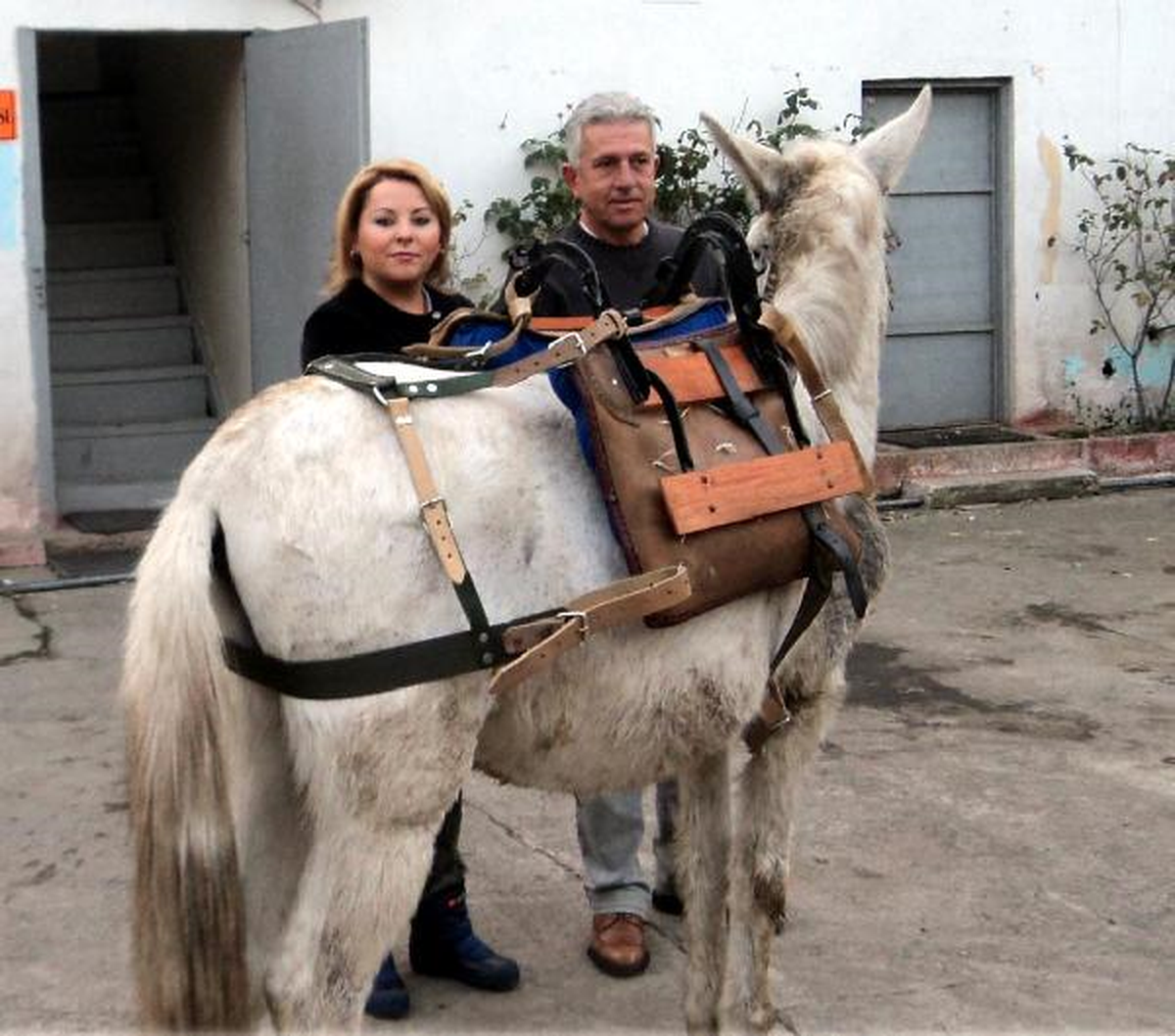 Zonguldak\'ta Çöp Toplayan Katırlara İyileştirme