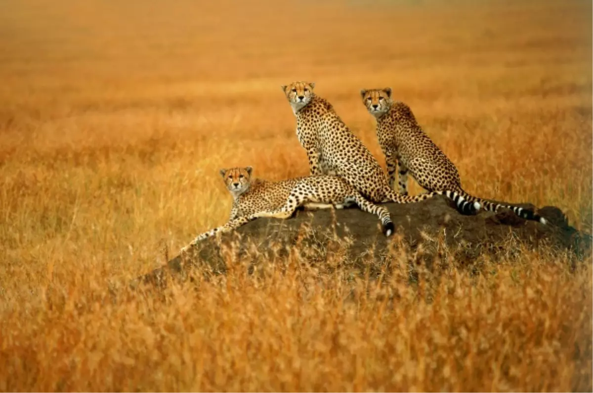 Foto Safari & Fotoğraf Workshop Kayıtlarını Kaçırmayın