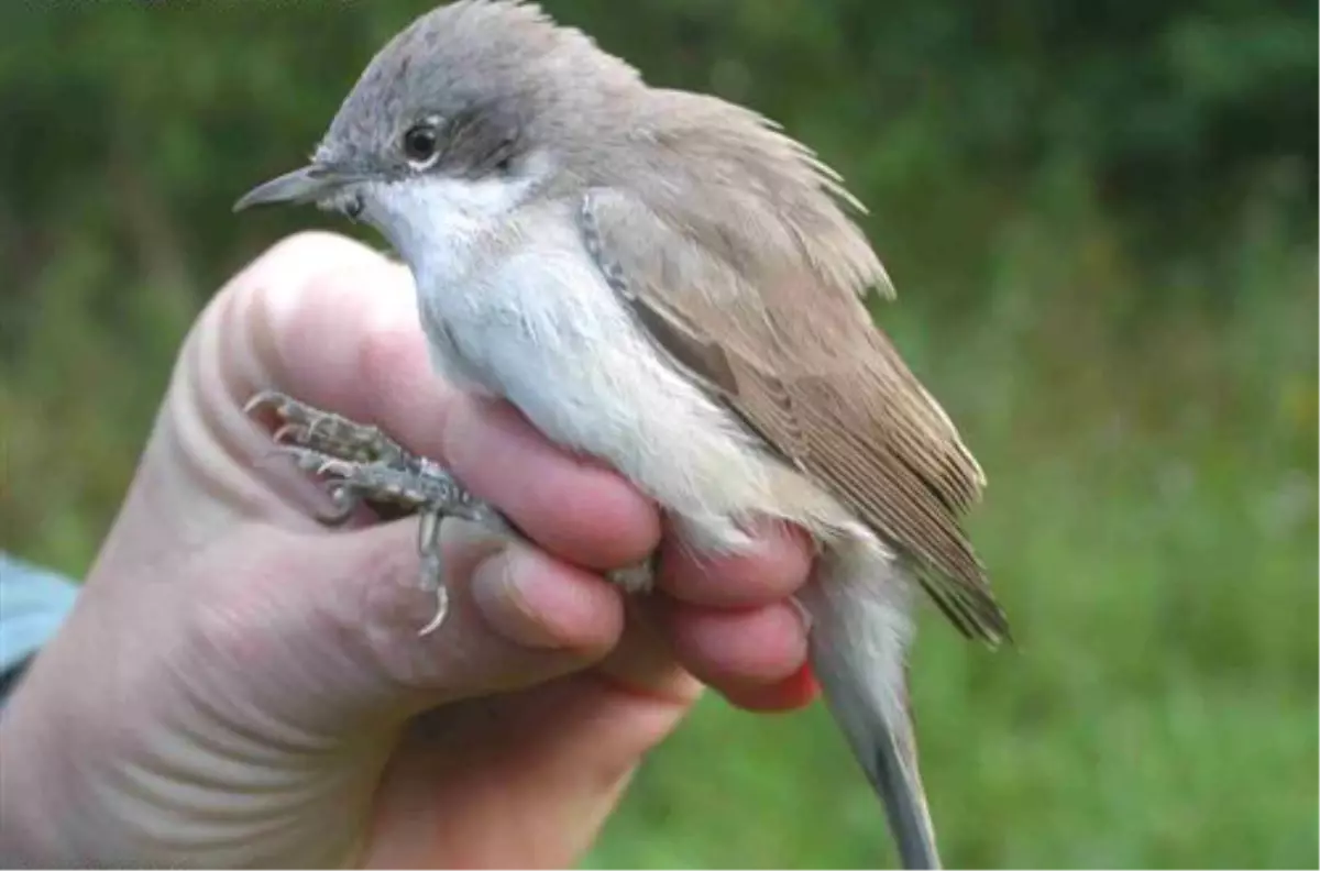 Kızılırmak\'ta Kuşlar Halkalandı