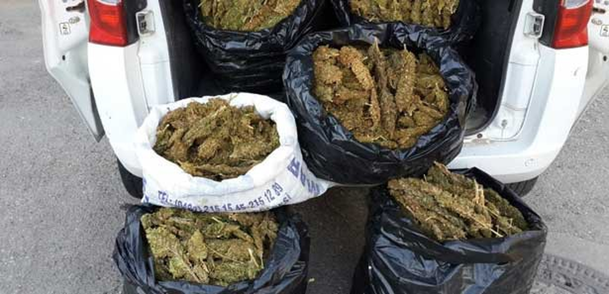 Mardin\'de 240 Kilogram Esrar Ele Geçirildi