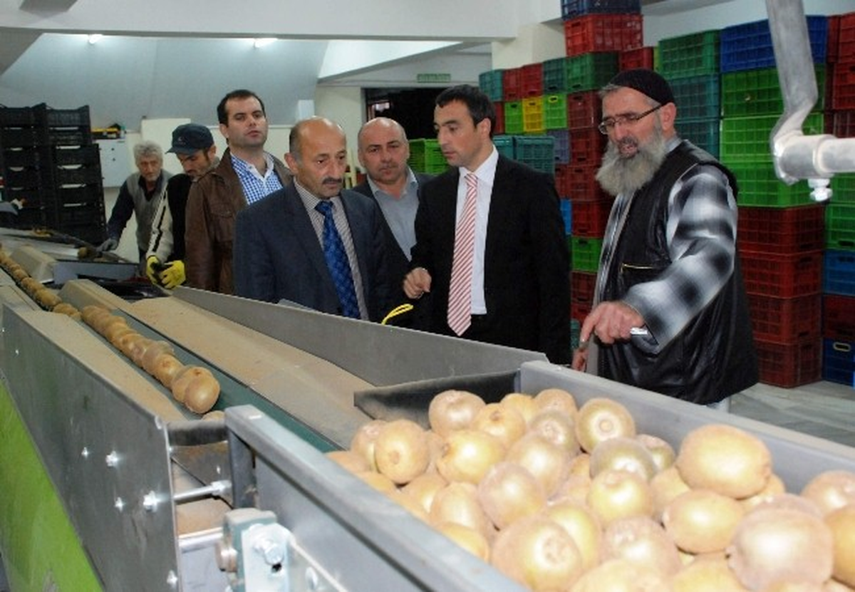 Of\'ta Kivi Hasadı Zamanı