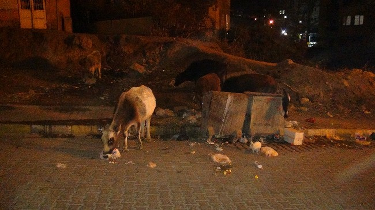 Şırnak\'ta Gece Mesaisine Çıkan İnekler Trafiği Olumsuz Etkiliyor
