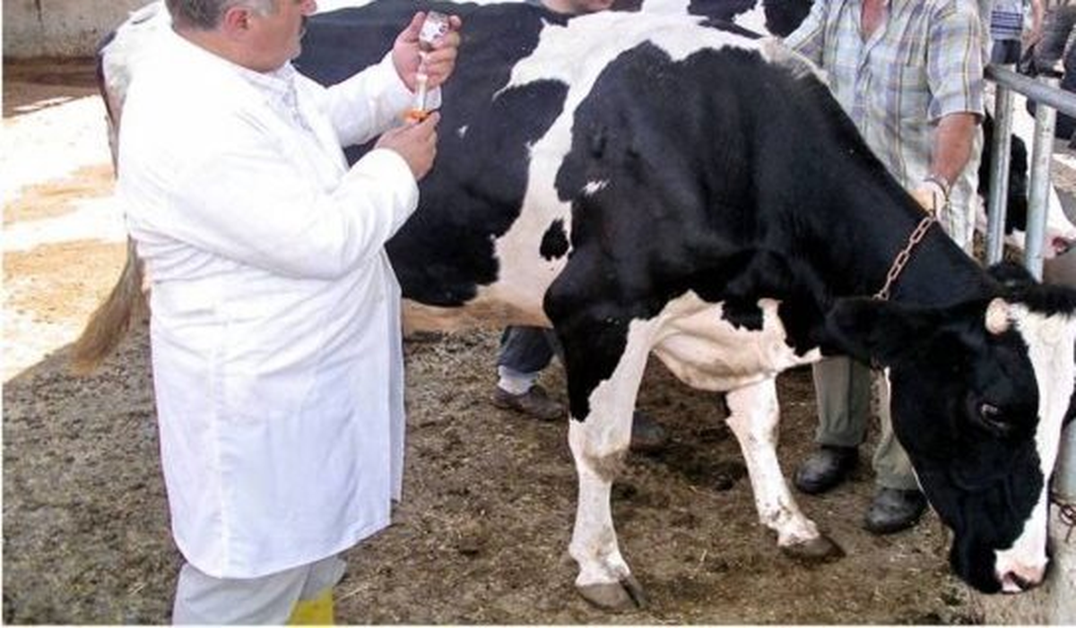 Ulaş\'ta 9 Bin 215 Büyükbaş Hayvana Şap Aşısı Yapıldı