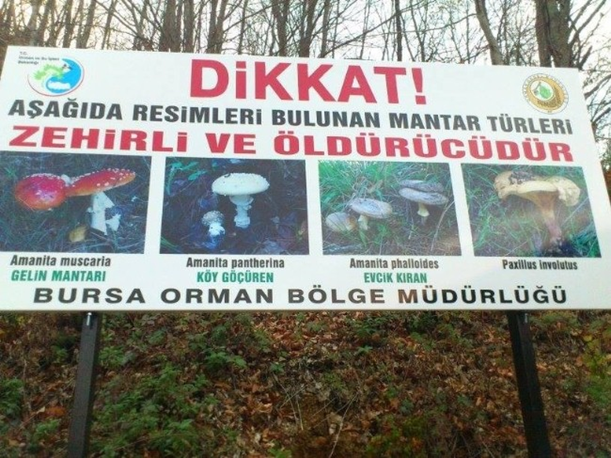 Uludağ\'da Afişli Zehirli Mantar Uyarısı