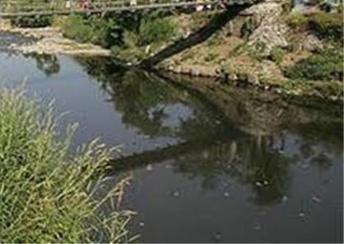 Asi Nehri\'nde Balık Ölümleri
