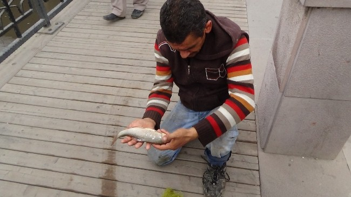Asi Nehrinde Fabrika Atıkları Balık Ölümlerine Neden Oldu