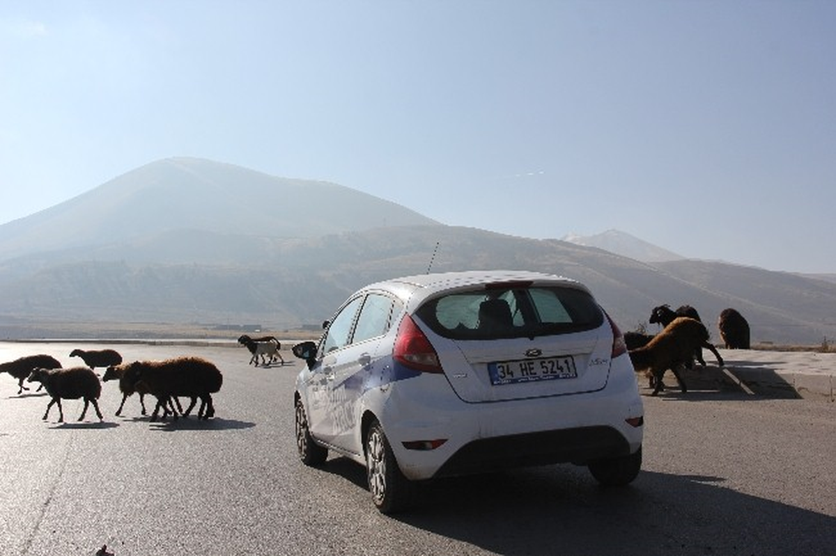 Başıboş Koyun Sürüsü Sürücülere Zor Anlar Yaşatıyor