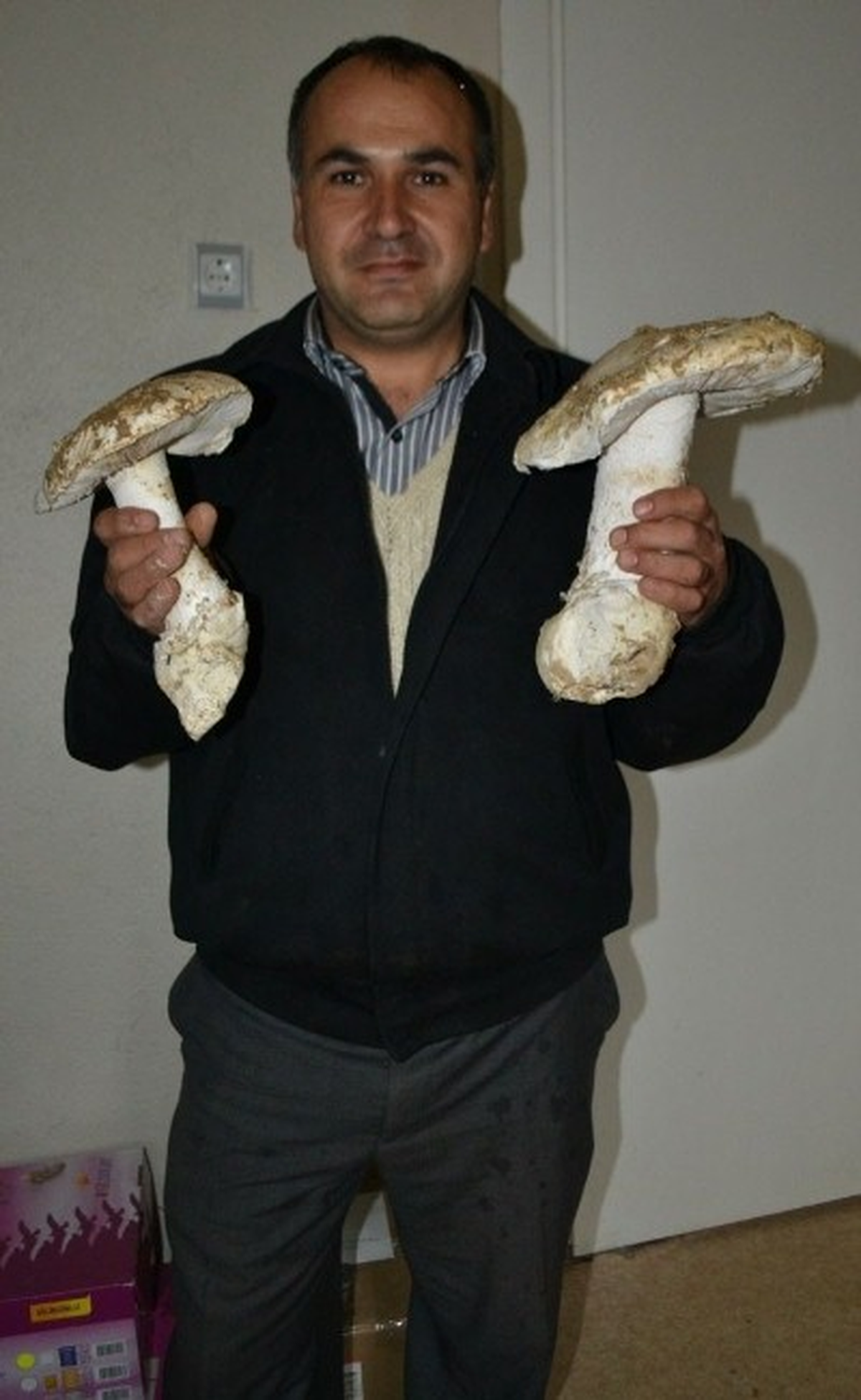 Denizli\'de Dev Mantar