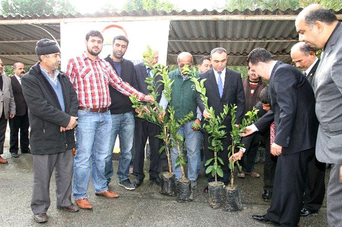 Dörtyol\'da Üreticiye Narenciye Fidanı Dağıtıldı