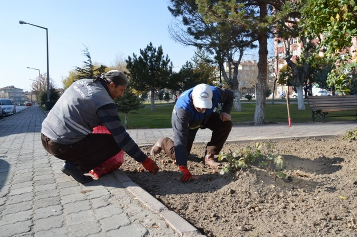 Kocasinan\'da 25 Bin Lale Toprakla Buluştu