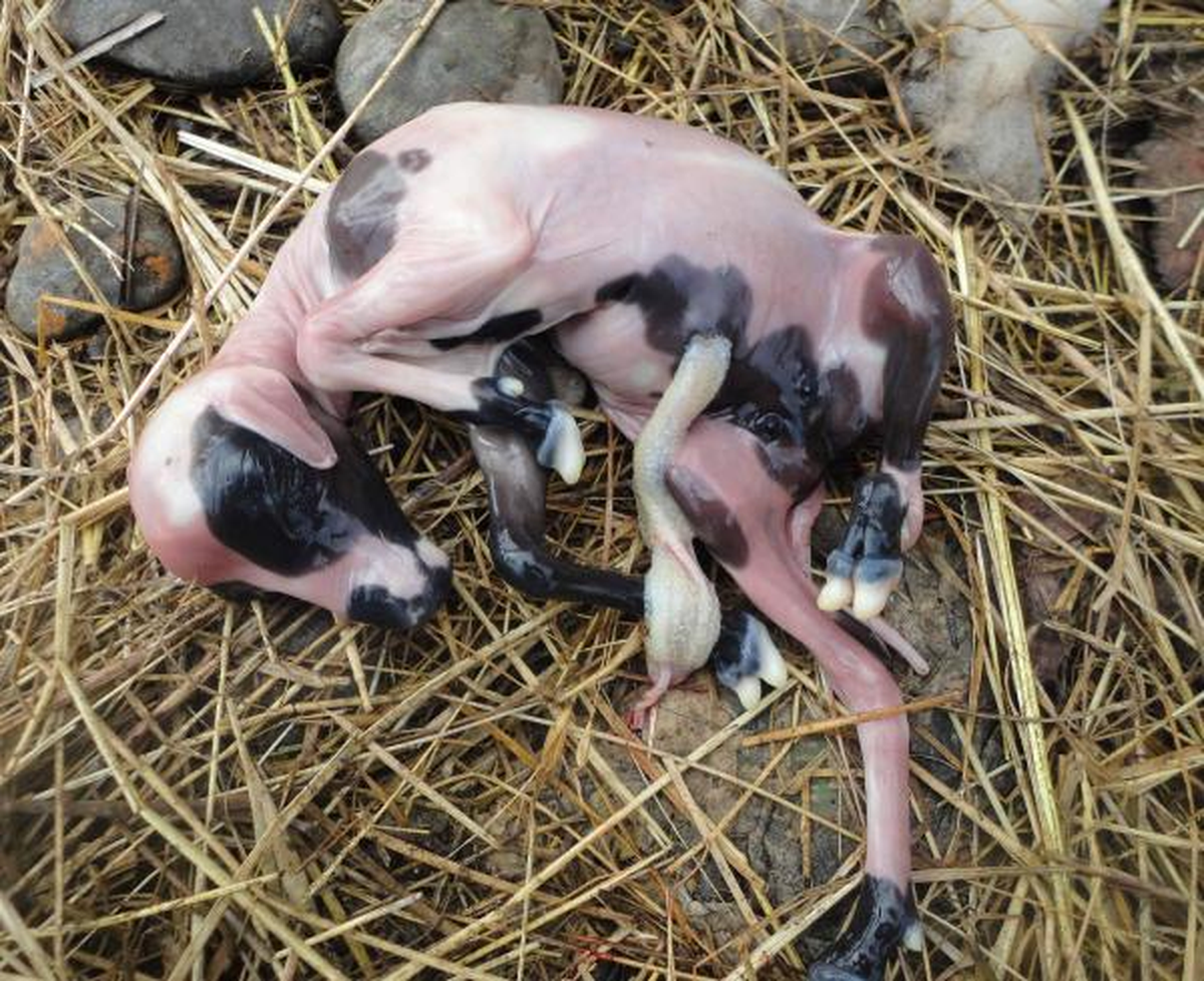 Muğla\'da Kurt Köpeği, Koyun ve Kuzuları Parçaladı