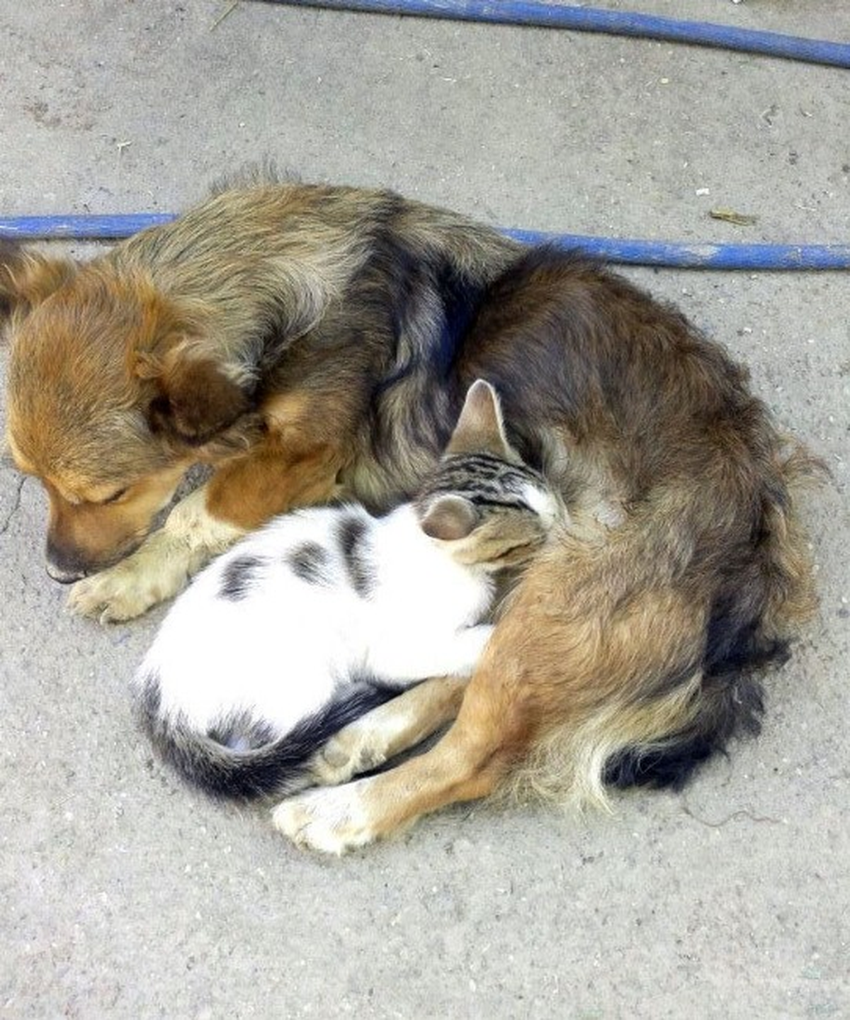 Minik Kedi, Köpeği Annesi Zannediyor