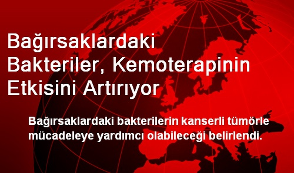 Bağırsaklardaki Bakteriler, Kemoterapinin Etkisini Artırıyor