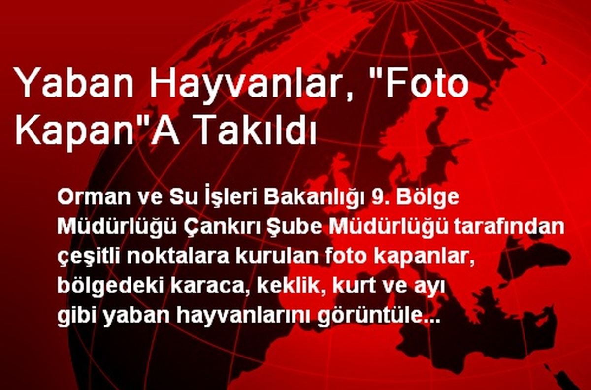 Yaban Hayvanlar, "Foto Kapan"A Takıldı