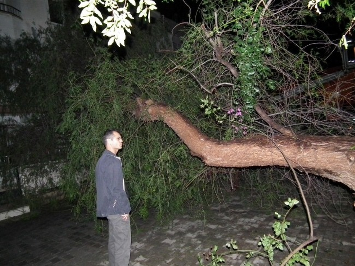 Didim\'de Rüzgar Ağaç Devirdi