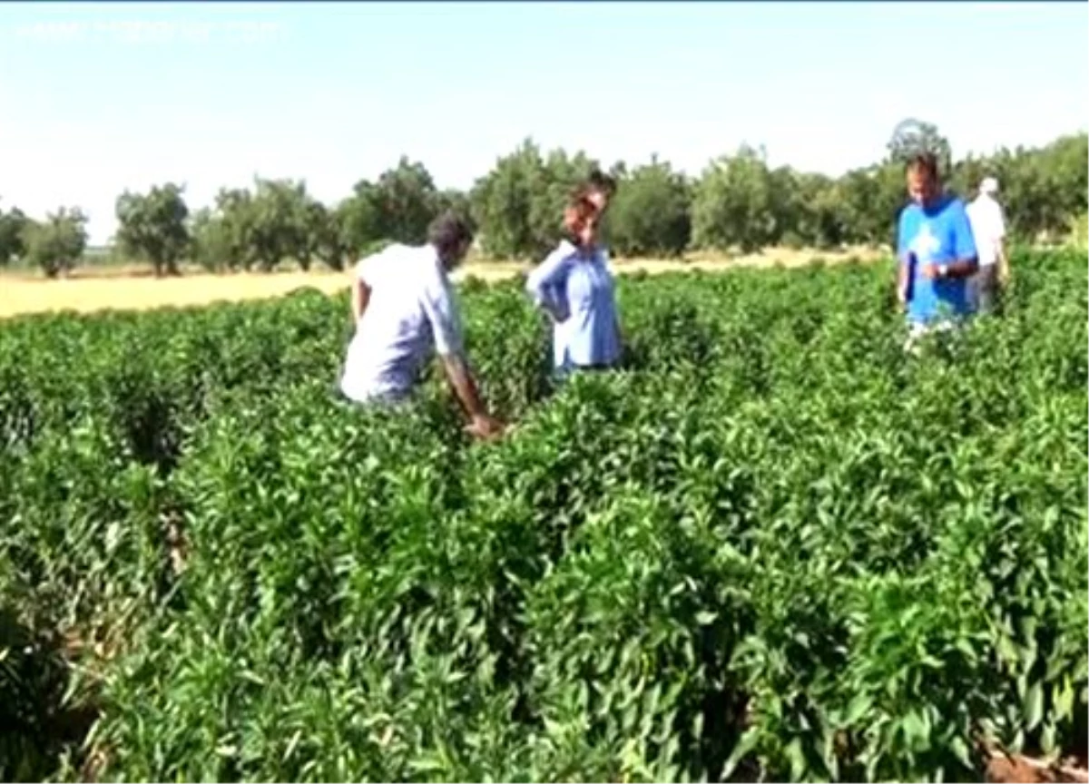 Domates ve biber tarlada sıcaktan etkilenmeyecek