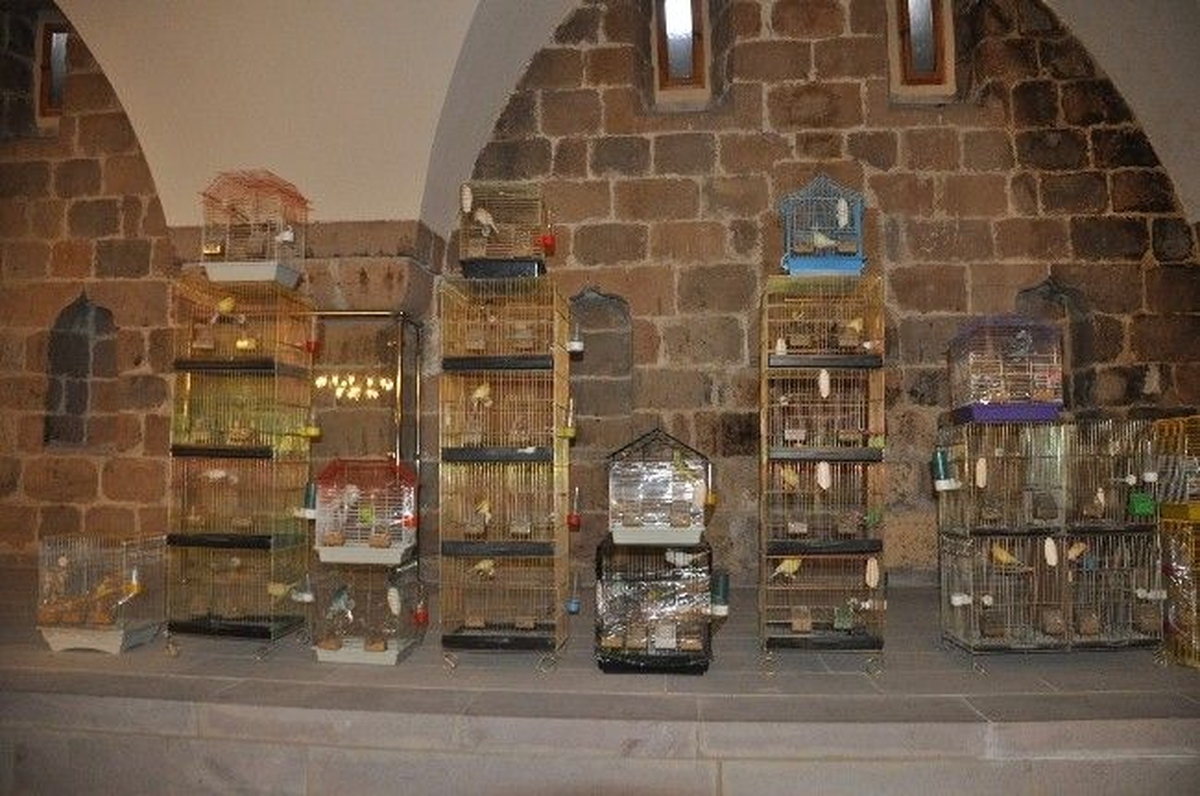 Malatya\'da Kanarya Güzellik ve Ötüm Yarışması Düzenlendi