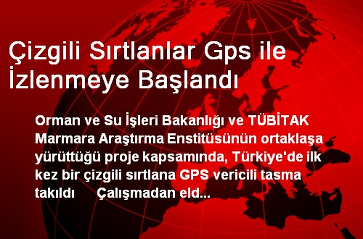 Çizgili Sırtlanlar Gps ile İzlenmeye Başlandı