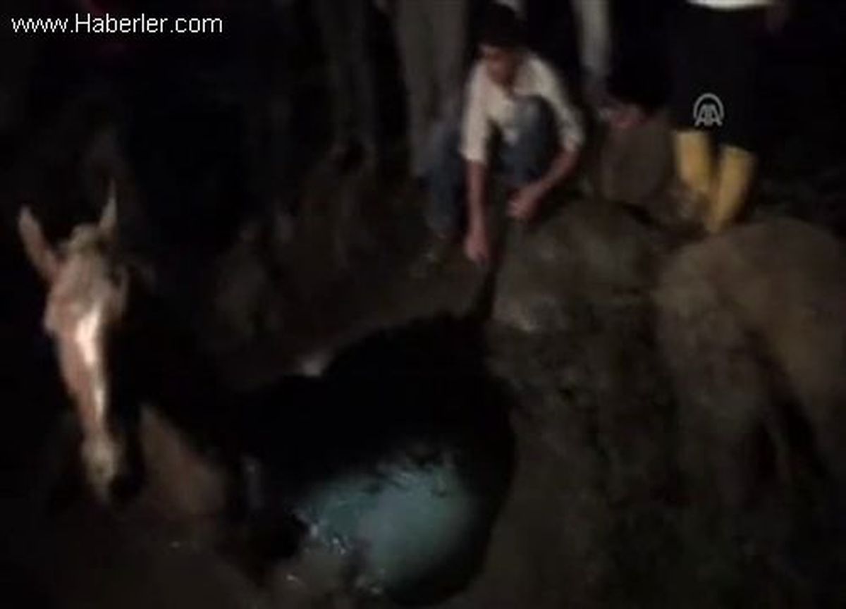 Balçığa saplanan at kurtarıldı