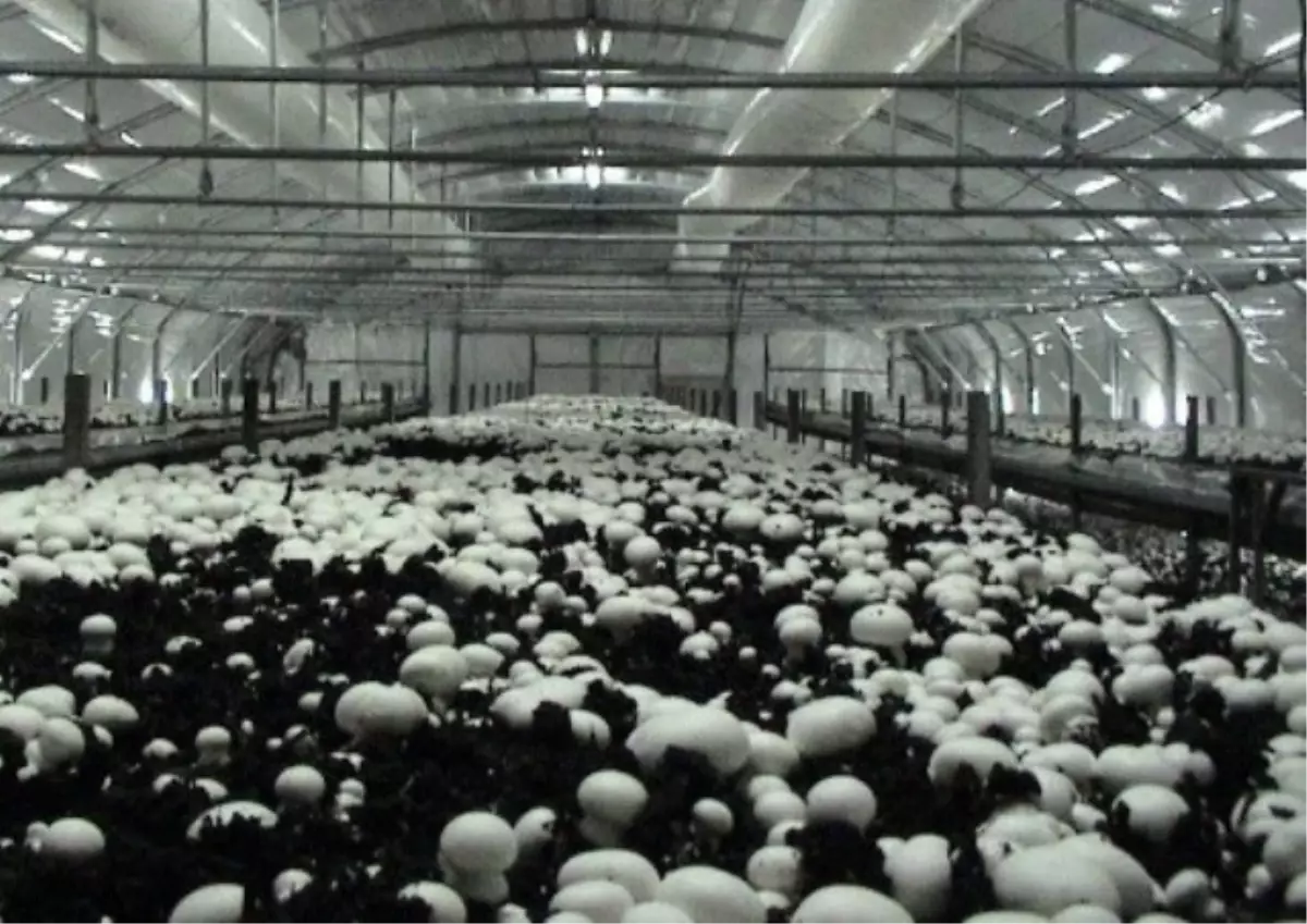 Ayvalık\'ta Klimalı Seralarda Mantar Üretiliyor