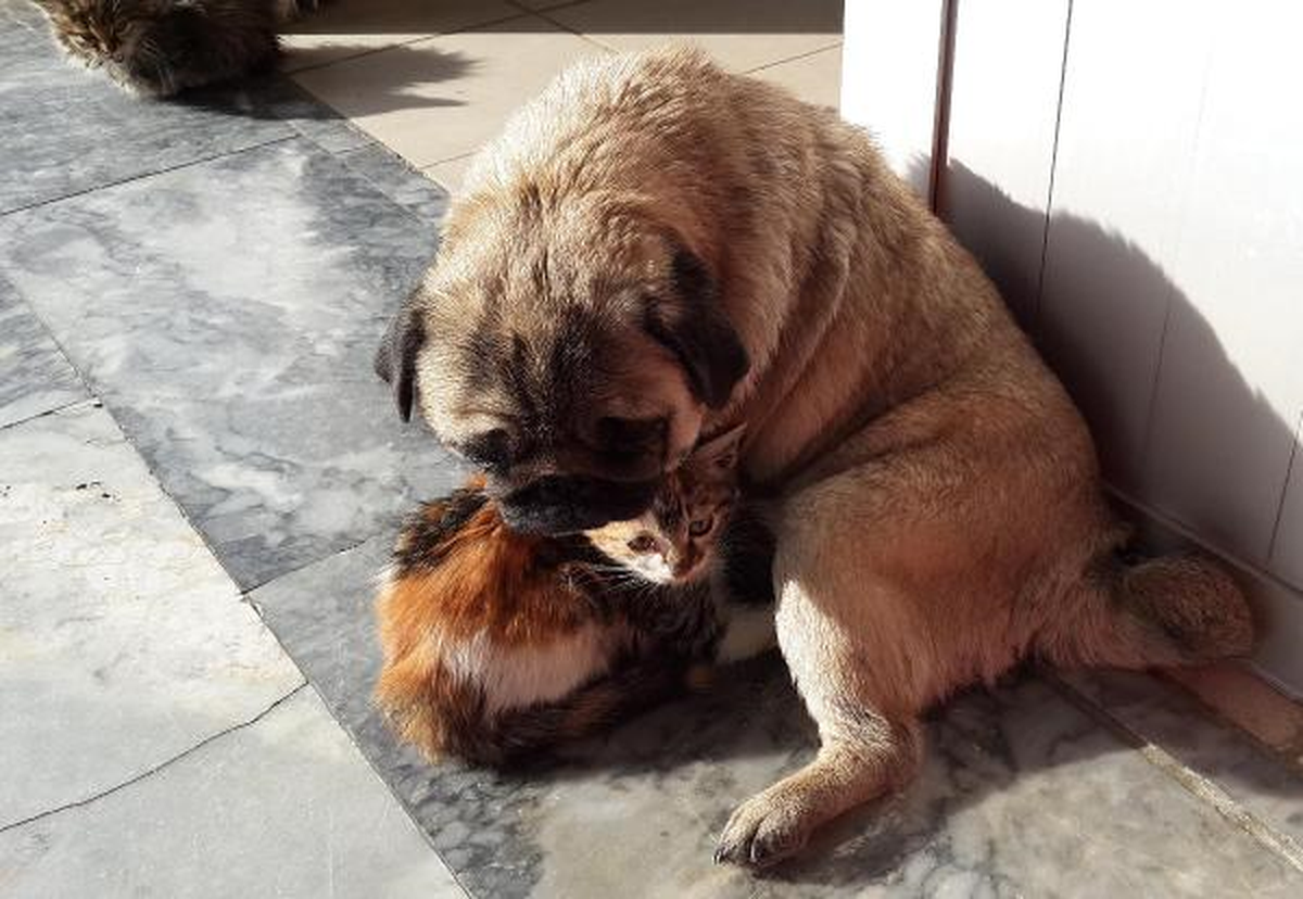 Köpek, Kedi Yavrularını Emziriyor