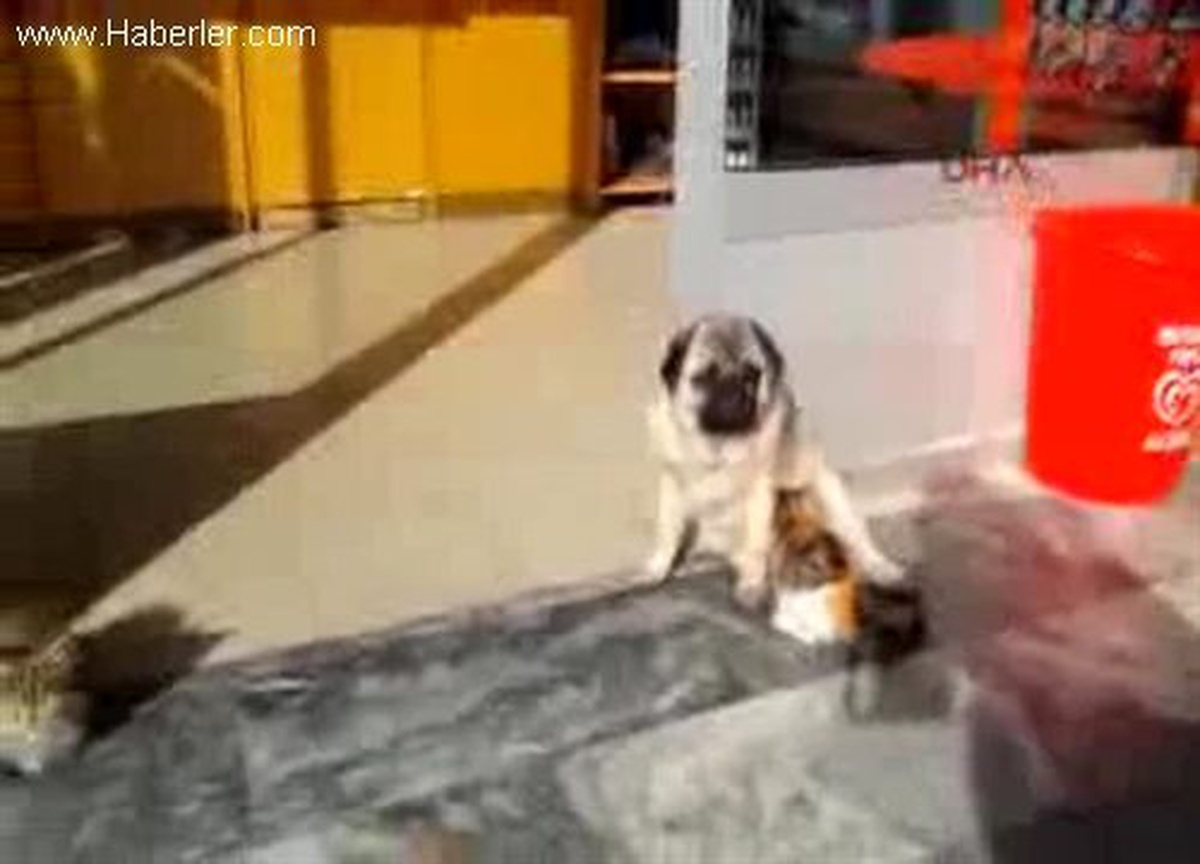 Köpek, Kedi Yavrularına Annelik Yapıyor