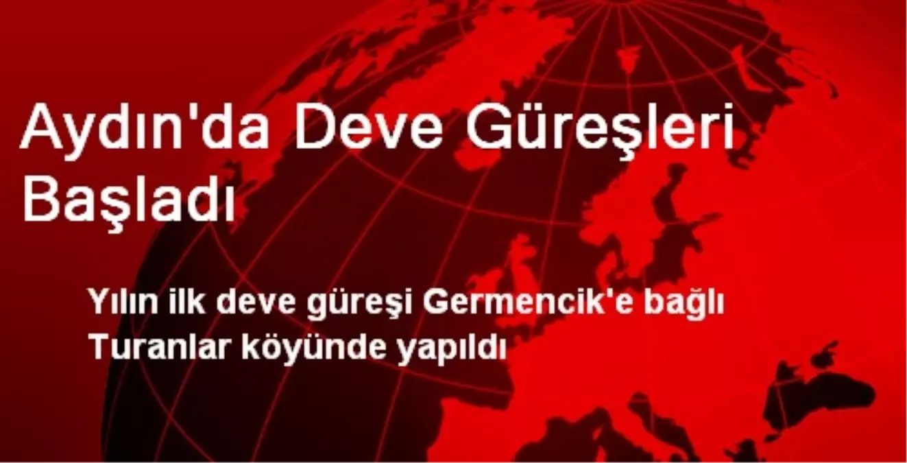 Aydın\'da Deve Güreşleri Başladı