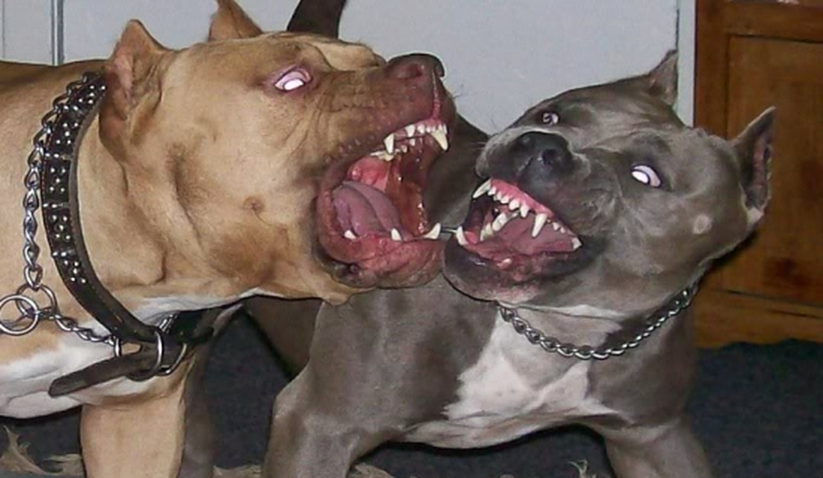 Uşak\'ta Pitbull Dehşeti