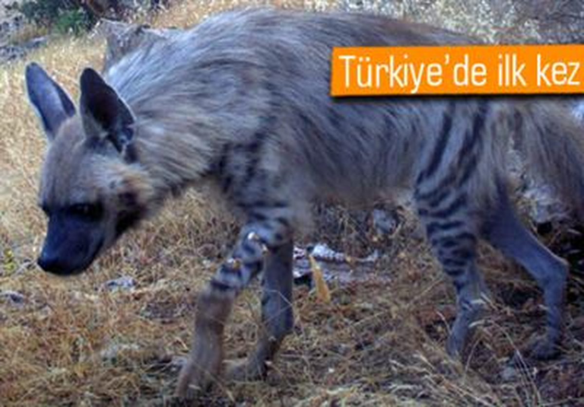 Çizgili Sırtlanı Gsp ile İzleyecekler