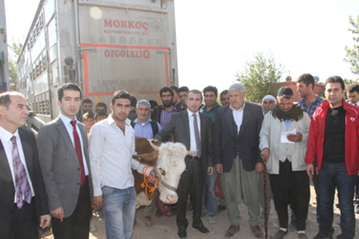 Diyarbakır\'da 50 Aileye 300 Gebe Düve Dağıtıldı