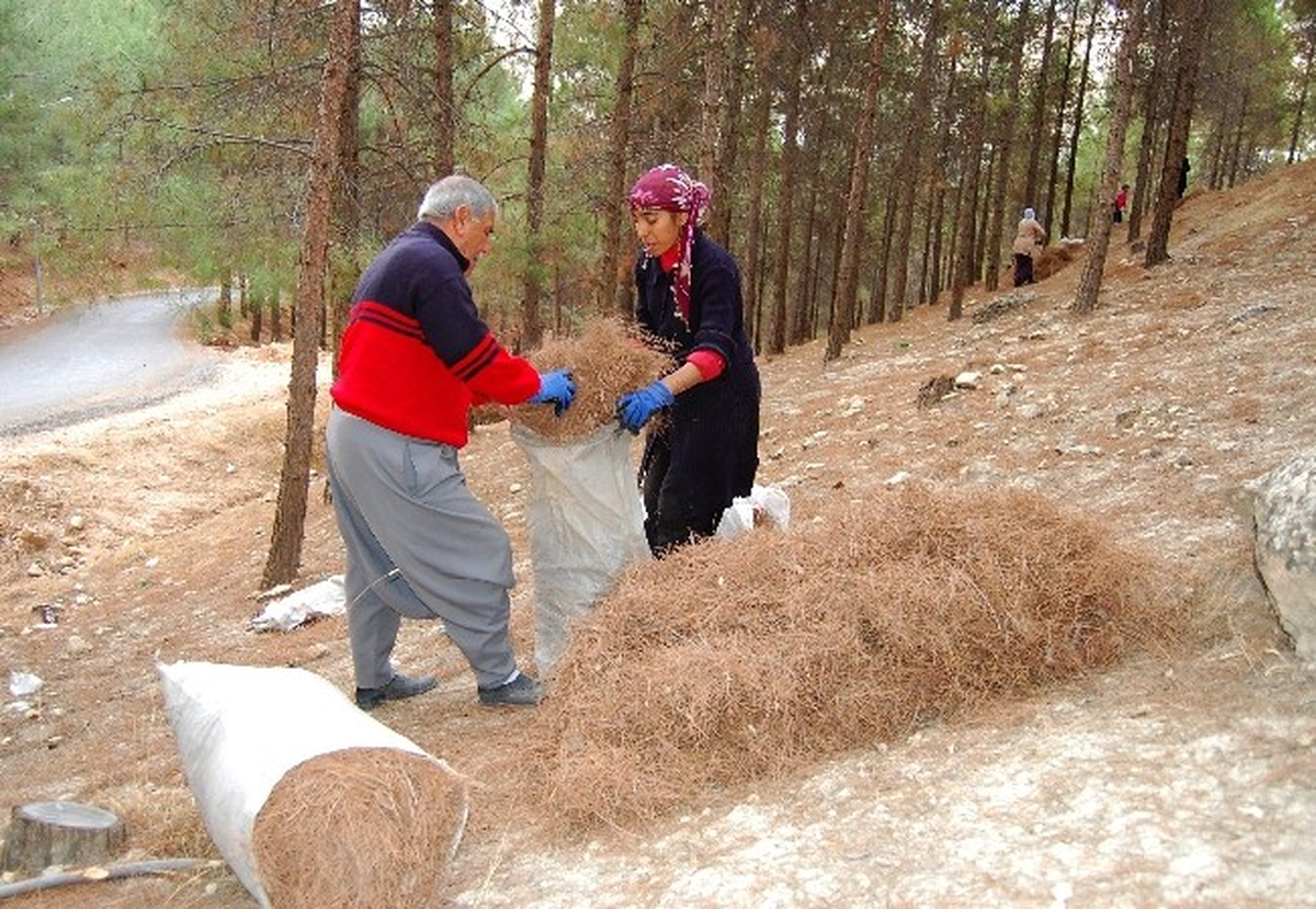 Hem Ormanı Koruyorlar Hem de Yakacak İhtiyaçlarını Gideriyorlar