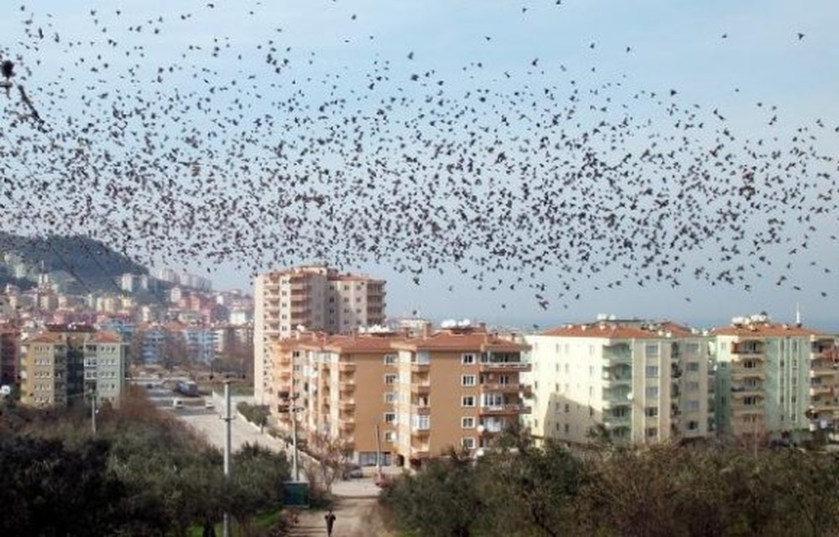 Kargaların dansı
