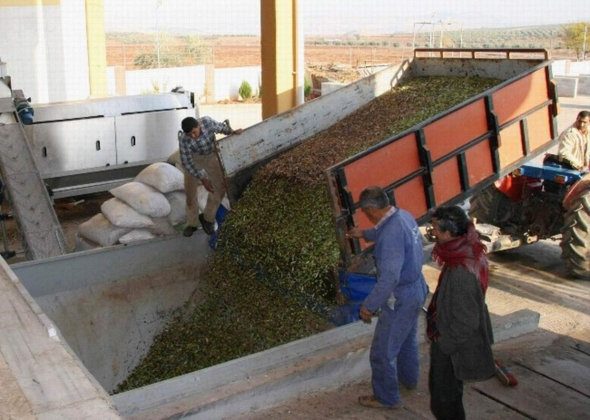Kilis\'te Zeytin Hasadı Sürüyor