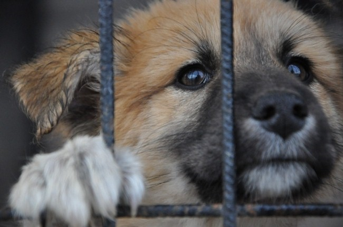 Minik Köpekler Sahiplenmeyi Bekliyor