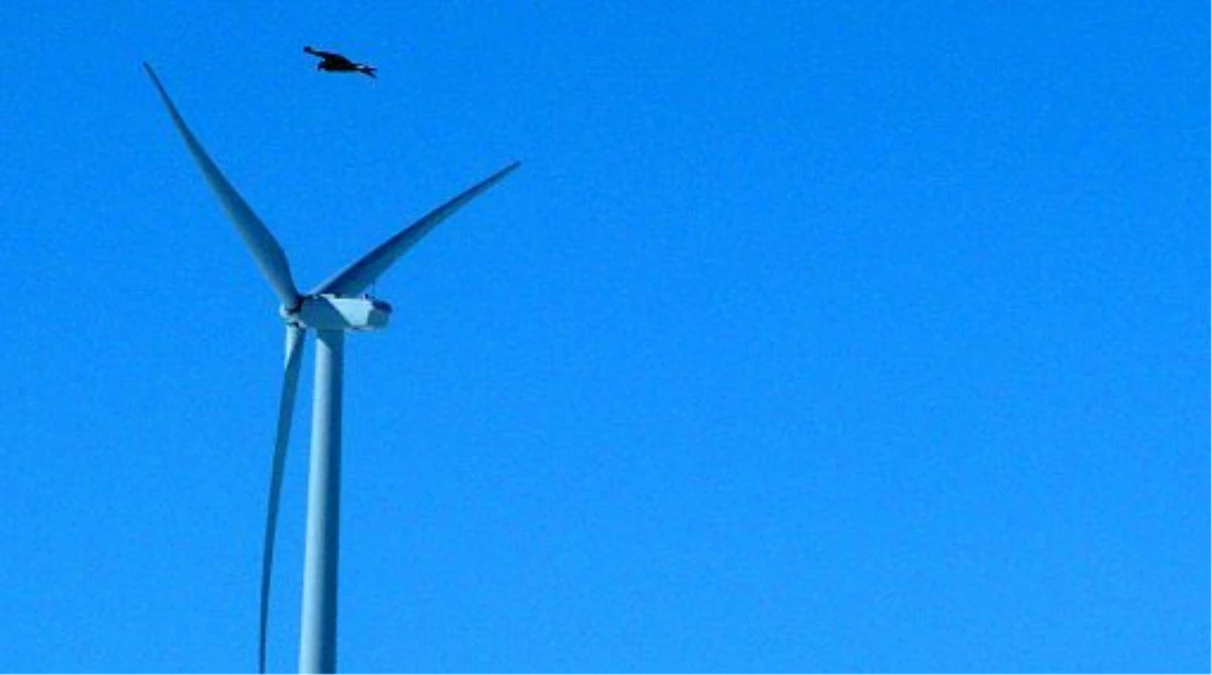Rüzgar Enerjisi Şirketine Kartal Cezası