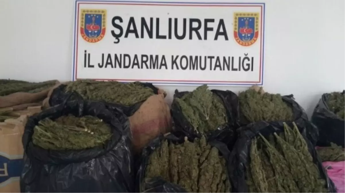 Şanlıurfa\'da 122 Kilo Esrar Maddesi Ele Geçirildi