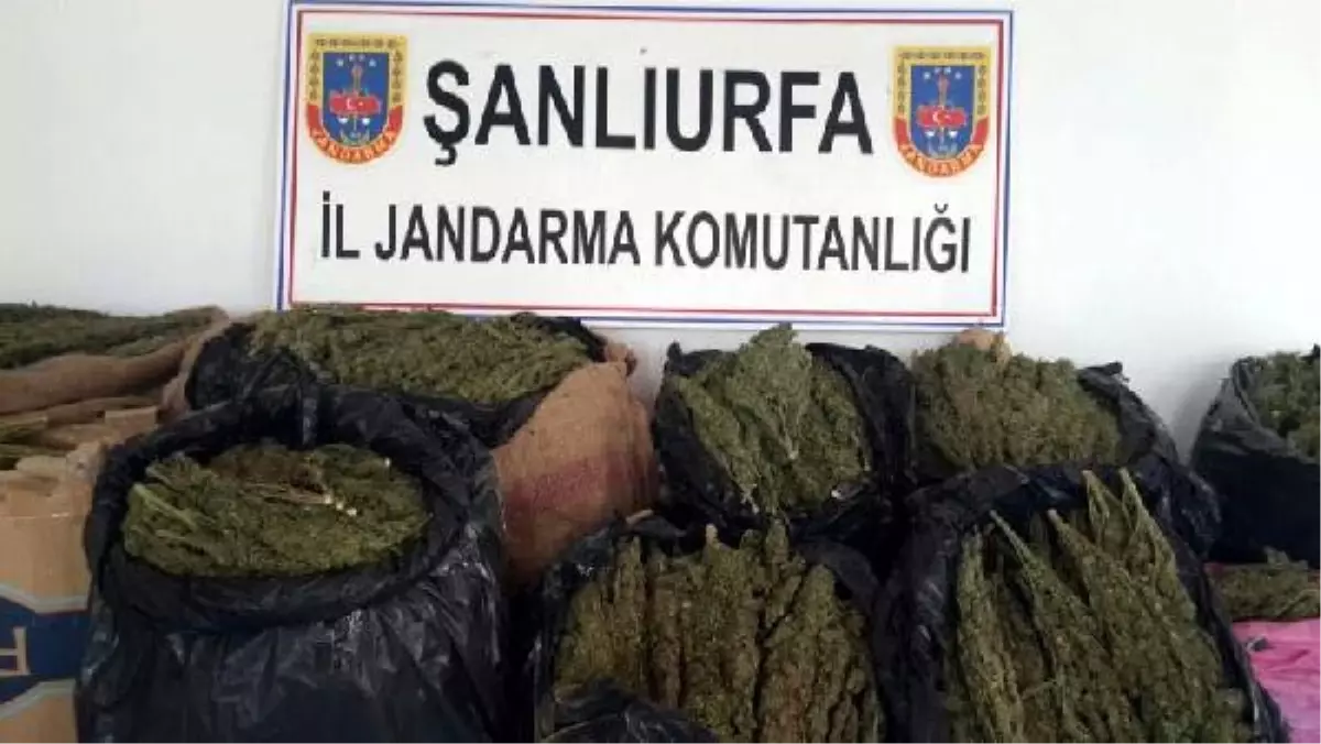 Şanlıurfa\'da 122 Kilo Esrara 5 Gözaltı