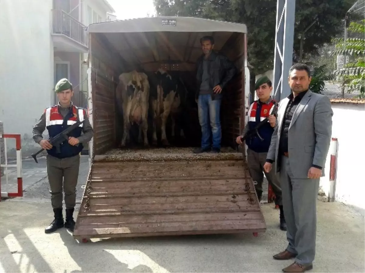 Yolcu Minibüsü ile İnek Hırsızlığı