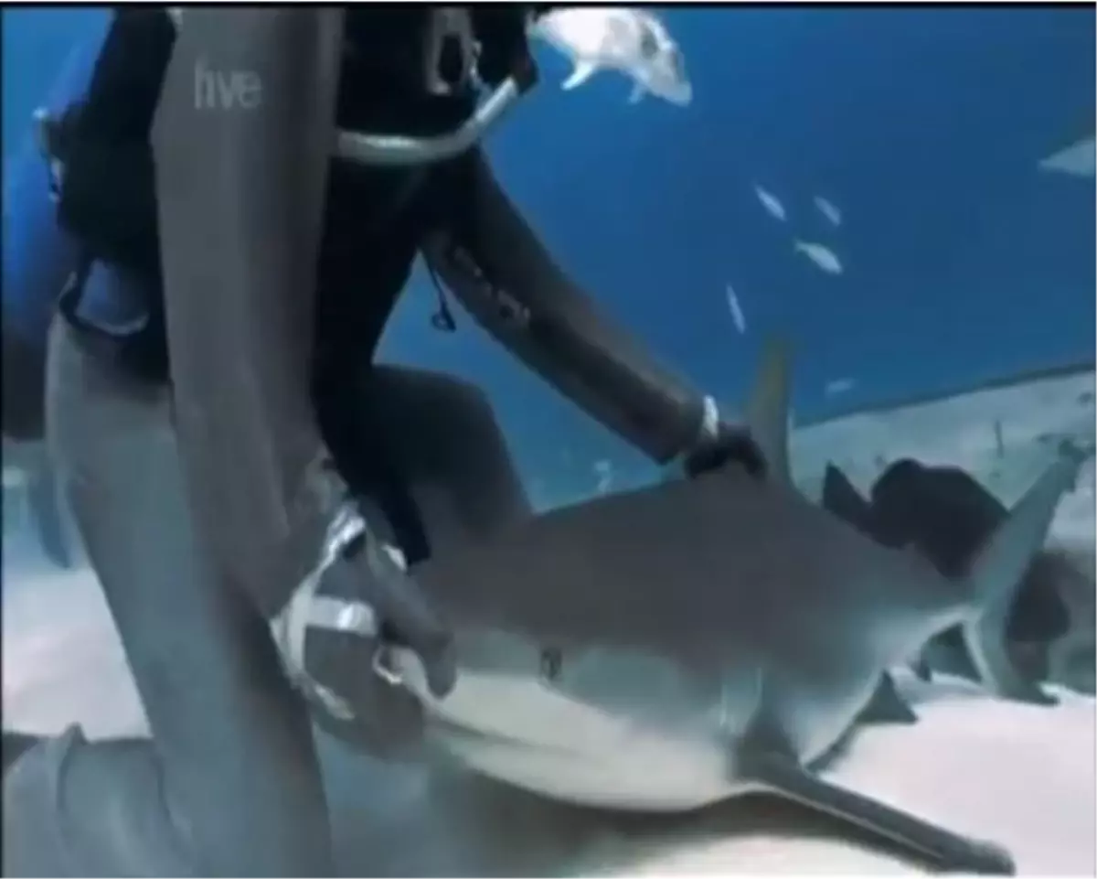 Amerikalı Dalgıç Köpek Balığını Hipnotize Etti