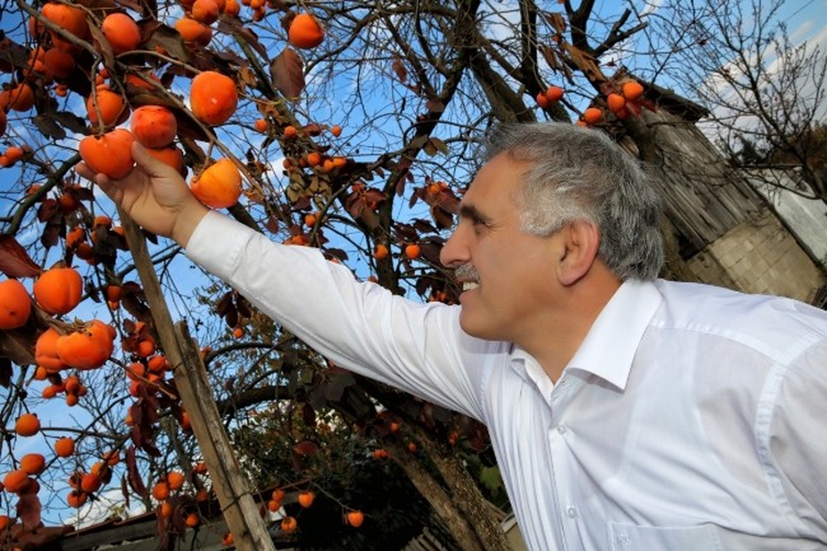 Hendek\'te Hasat Zamanı