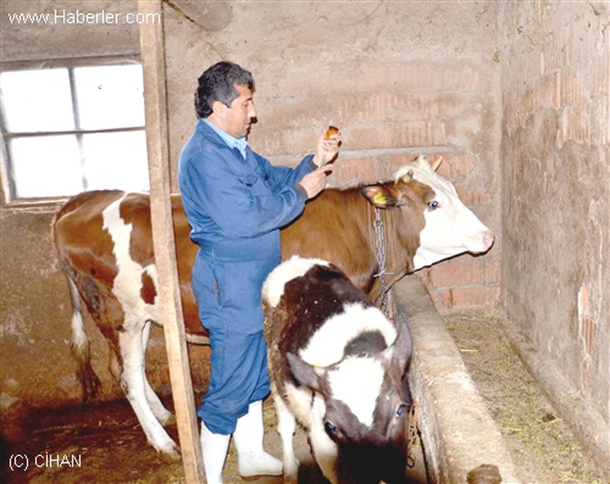 Nevşehir\'de Şap Aşılama Kampanyası