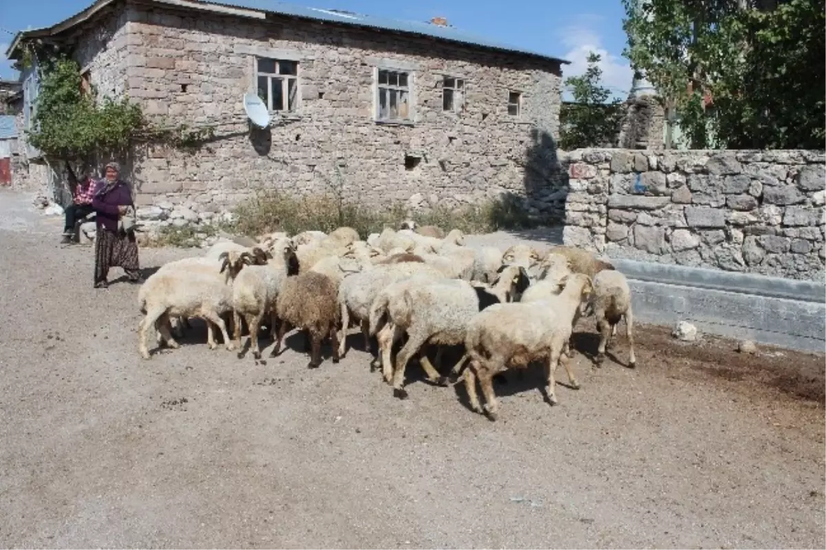 Orman Köylüsüne Orköy Kredisi Desteği