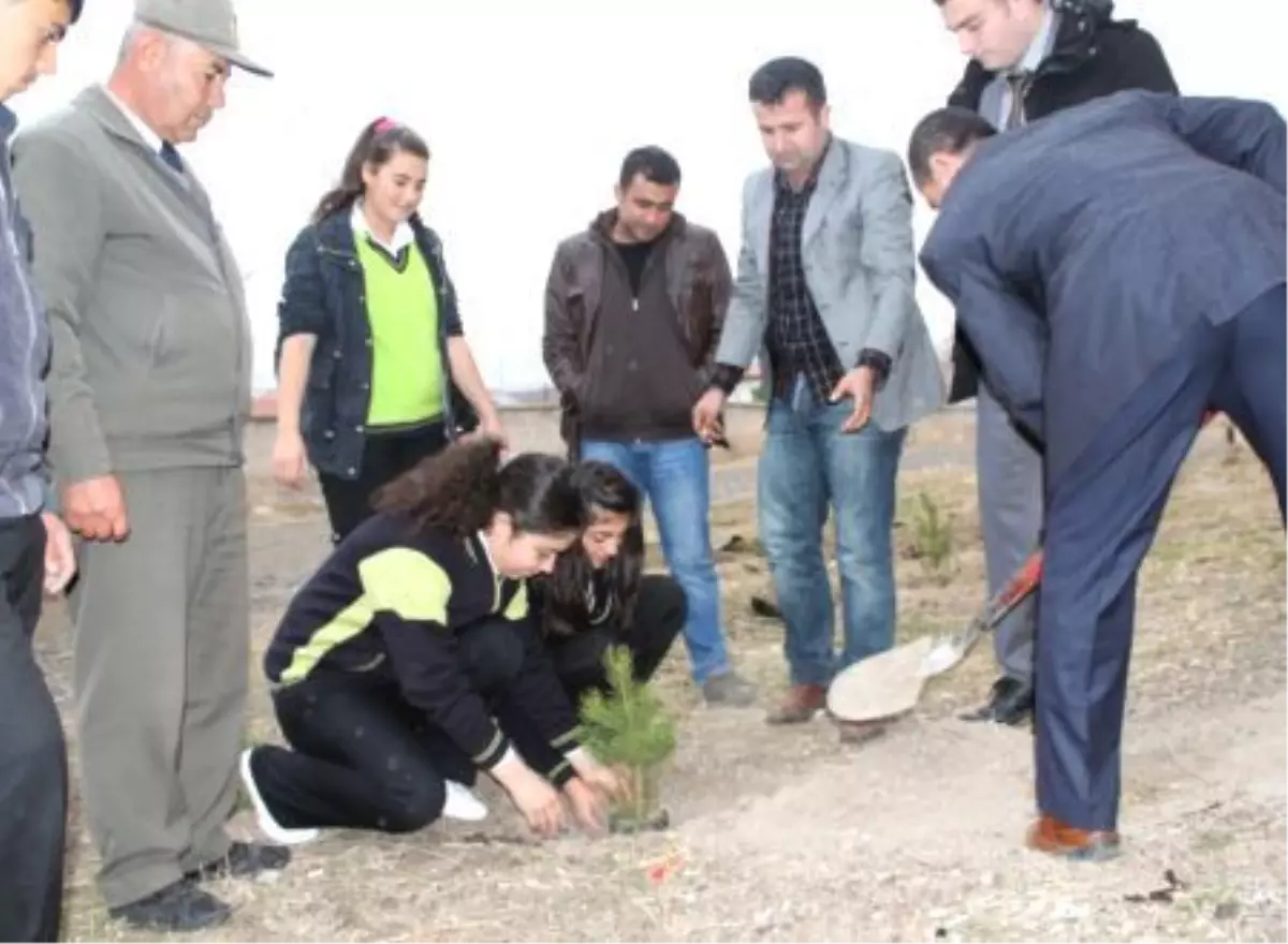 Şarkışla\'da Lise Öğrencileri Fidan Dikti